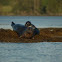 Harbor seal - m/p