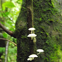 Fungi
