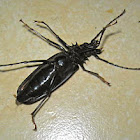 Longhorn Beetle