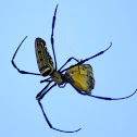 Golden Orb-web Spider