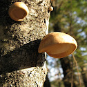 Mock Oyster