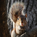 Eastern Gray Squirrel
