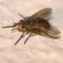 Tachinid Fly