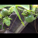 Lilikoi/Passionfruit