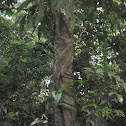 strangler fig