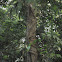 strangler fig