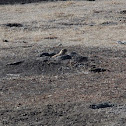 Prairie Dog