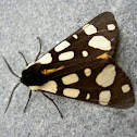 Cream-spotted Tiger