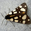 Cream-spotted Tiger