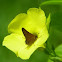Dun Skipper
