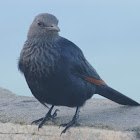 Red-winged Starling