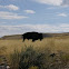 American Bison