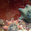 Bat Starfish