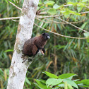 Saddle-back Tamarin