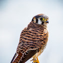 American Kestrel