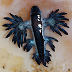 Blue Sea Slug
