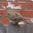 Mourning Dove