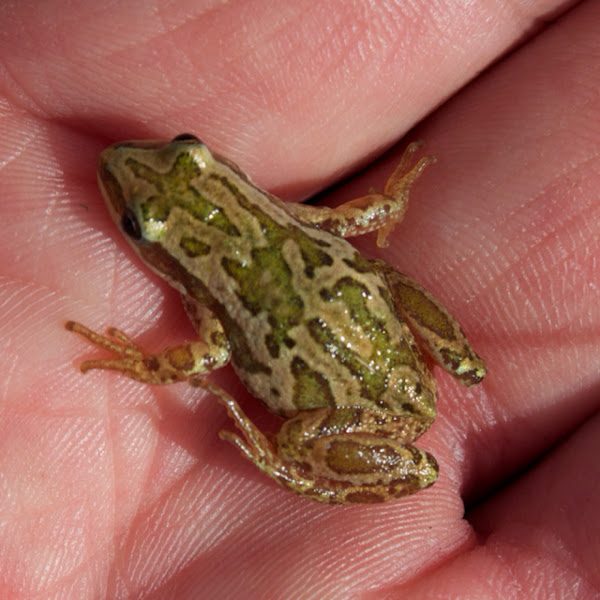 Boreal Chorus Frog Project Noah