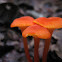 Hygrocybe miniata
