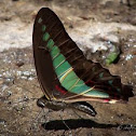 Common Bluetail Butterfly