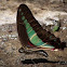 Common Bluetail Butterfly