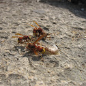 Vespa orientalis
