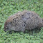 Groundhog