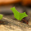 Leafcutter Ant