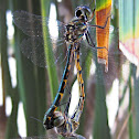Australian Emperor Dragonfly (mating)
