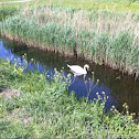 Swan