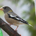 Evening Grosbeak