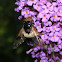 Hoverfly