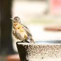 American Robin