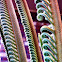 Cycad