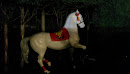 Horse In Trees