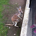 Red kangaroo