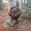 Eucalyptus
