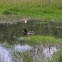 Unnamed spotting