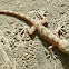 Bark Gecko