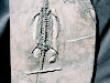 Fosil De Cuello Largo