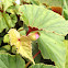 Begonia