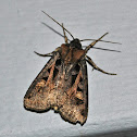 Master's Dart Moth