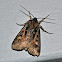 Master's Dart Moth