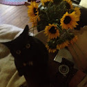 House Cat