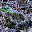Frog - American Bullfrog