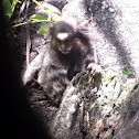 Black-tufted Marmoset