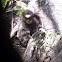 Black-tufted Marmoset
