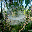 Spider Web