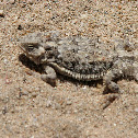 Horned Lizard