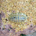 Caribbean slender chiton